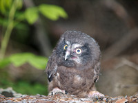 Boreal Owl Chick