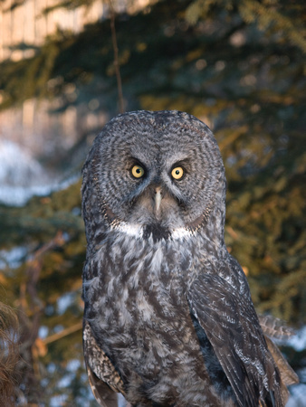 Earl, Captive Great Grey Owl