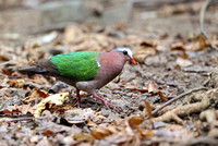 Asian Emerald Dove