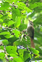 Baker's Bulbul