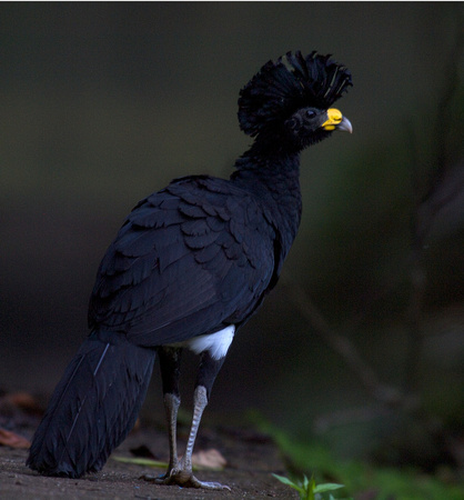 Great Curassow Male