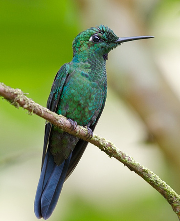 Green-crowned Brilliant Male