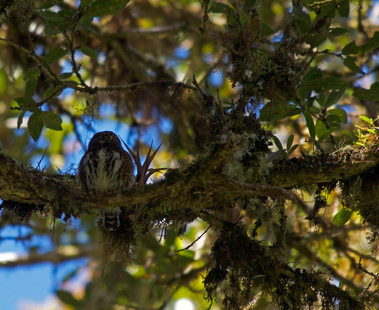 Costa Rican Pygmy-Owl