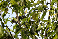 Black-and-Buff Woodpecker