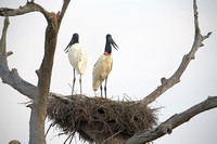 Jabiru on Nest