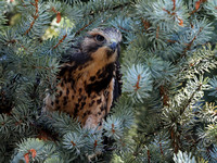 Swainson's Hawk (Juv) in Tree