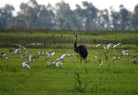 Greater Rhea