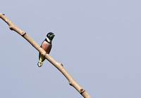 Black-and-Yellow Broadbill