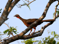 Chestnut-bellied Guan