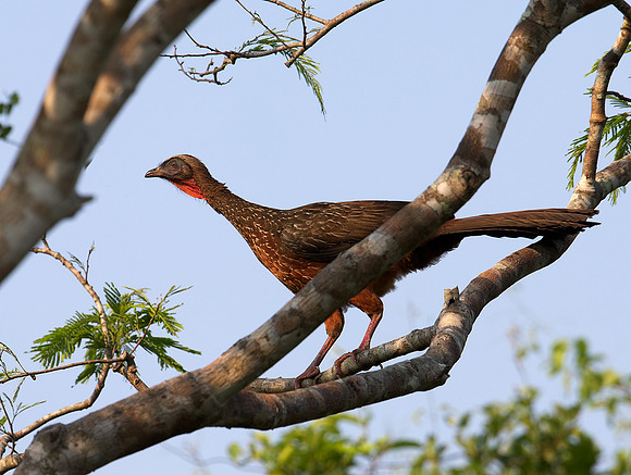 Chestnut-bellied Guan