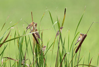 Baya Weaver