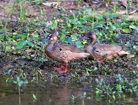 Brazillian Teal