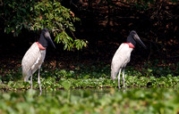 Jabiru on Rio Pixaim