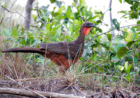 Chestnut-bellied Guan