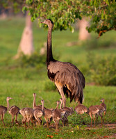 Greater Rhea with Hatchlings