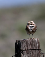 Burrowing Owl