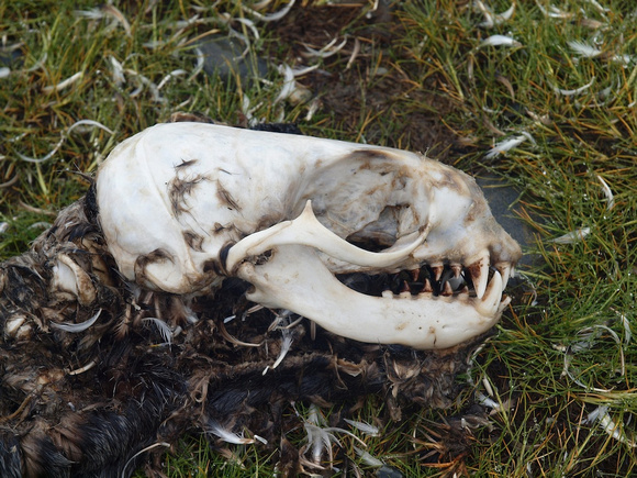 Southern Fur Seal Skeleton