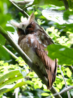 Crested Owl