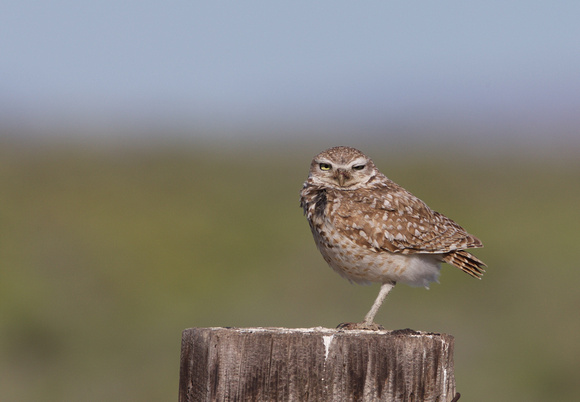 Burrowing Owl