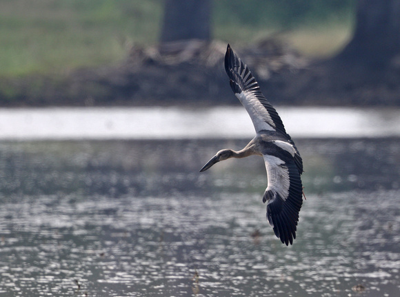 Asian Open-billed Stork