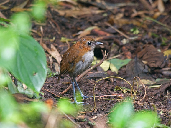 White-breasted Antpitta