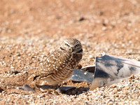 Burrowing Owl