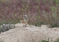 Burrowing Owl