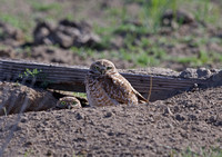 Burrowing Owl