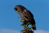 Great Gray Owl