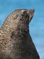 Southern Sea Lion Wounds
