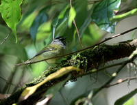 Ashy-throated Leaf-Warbler