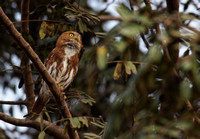 Ferruginous Pygmy-Owl