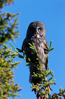 Great Gray Owl