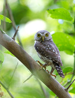 Ferruginous Pygmy-Owl