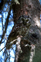 Boreal Owl