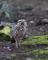 Burrowing Owl