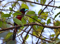 Black-and-Red Broadbill