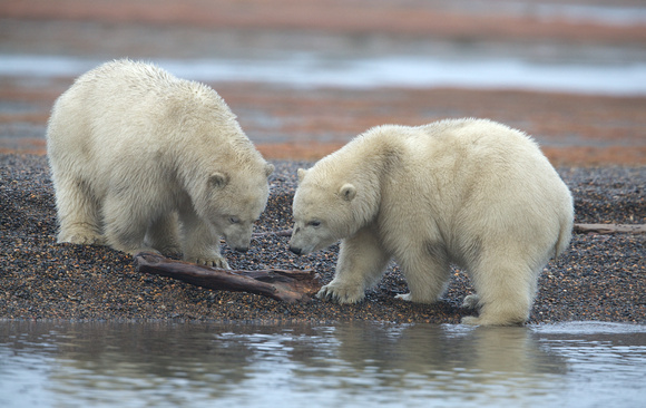 Cubs Playing with Driftwood